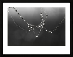 Fotografía blanco y negro. Serie Premium.