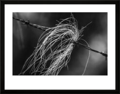 Fotografía blanco y negro. Serie Premium.