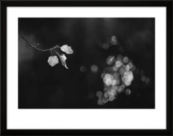 Fotografía blanco y negro. Serie Premium.